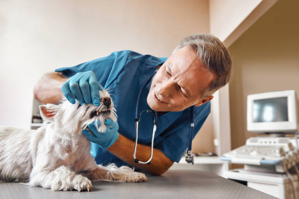 Best Emergency Dental Care for Trauma or Injury in Kalamazoo, MI